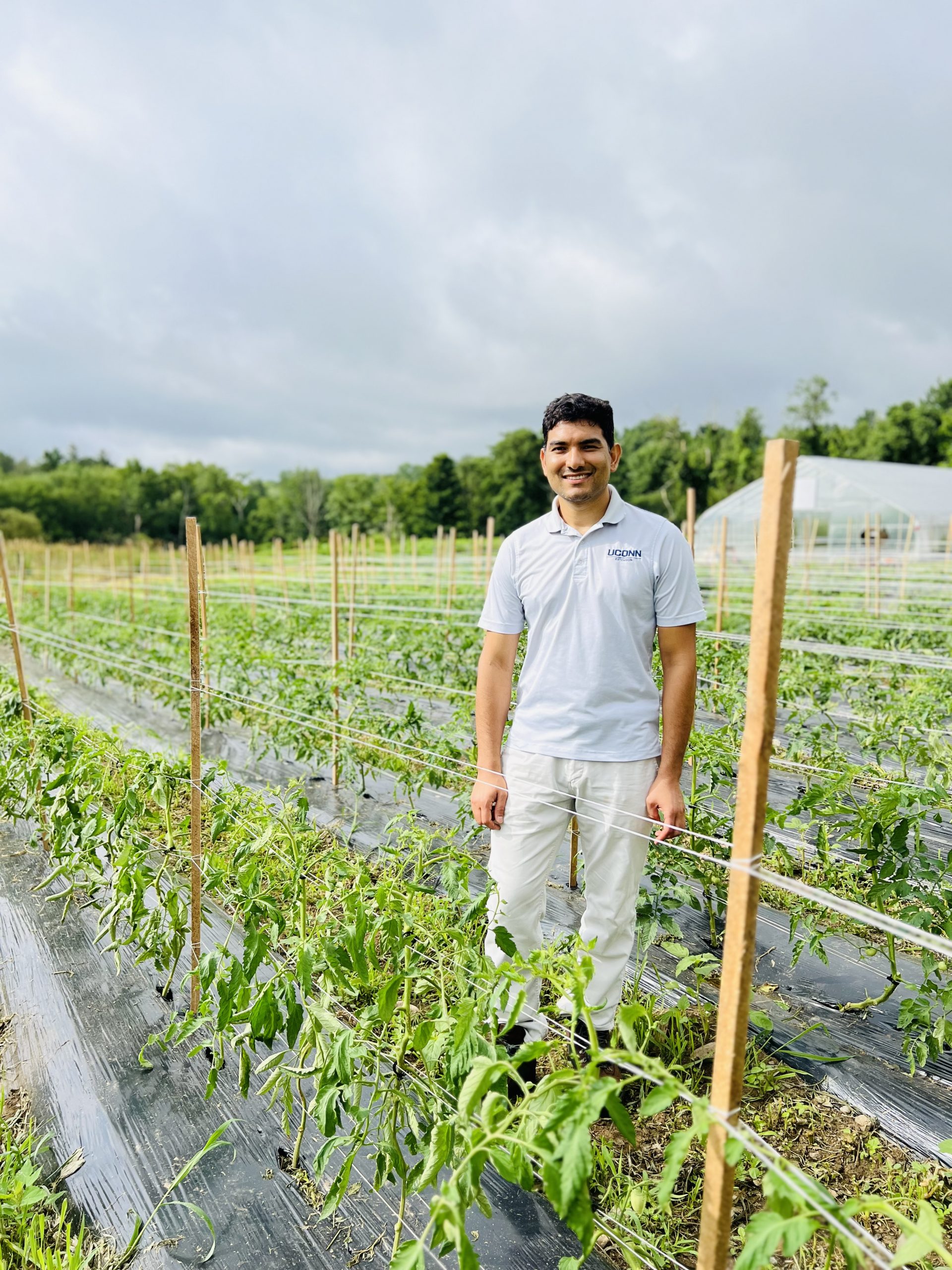 Shuresh Ghimire standing between rows of tomato plants on a farm.