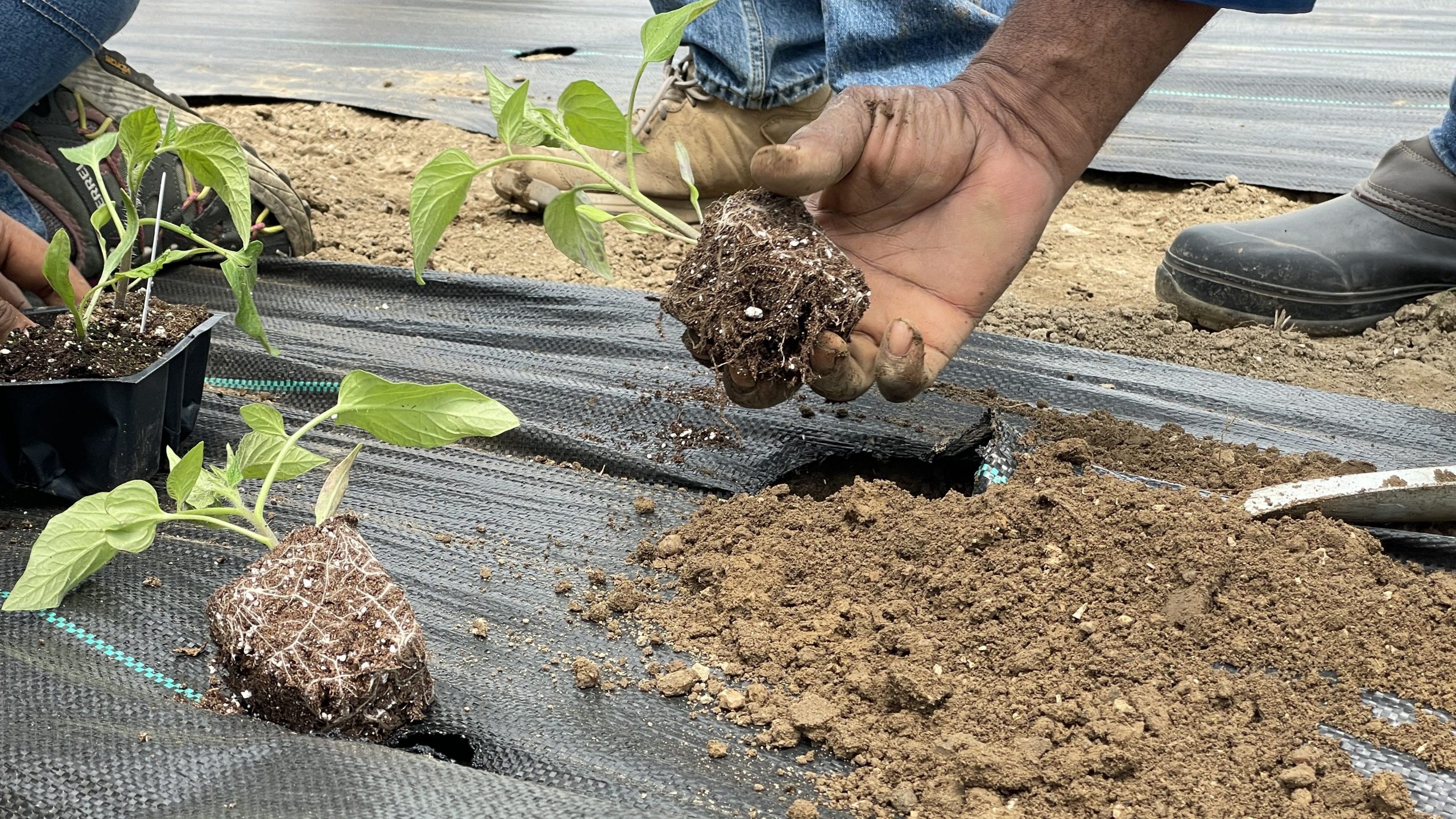 a hand planting a seedling into soil and landscape fabric