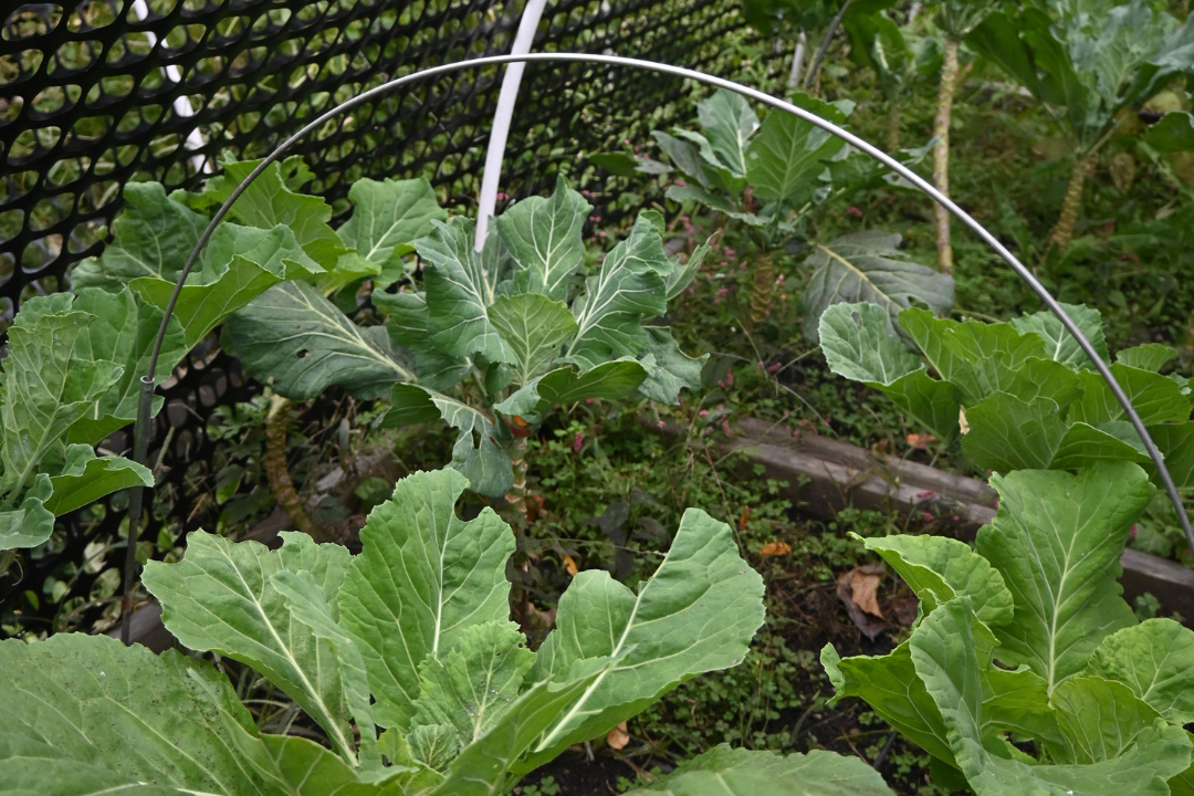 Collard greens growing in a raised bed with pest netting and a hoop above it.