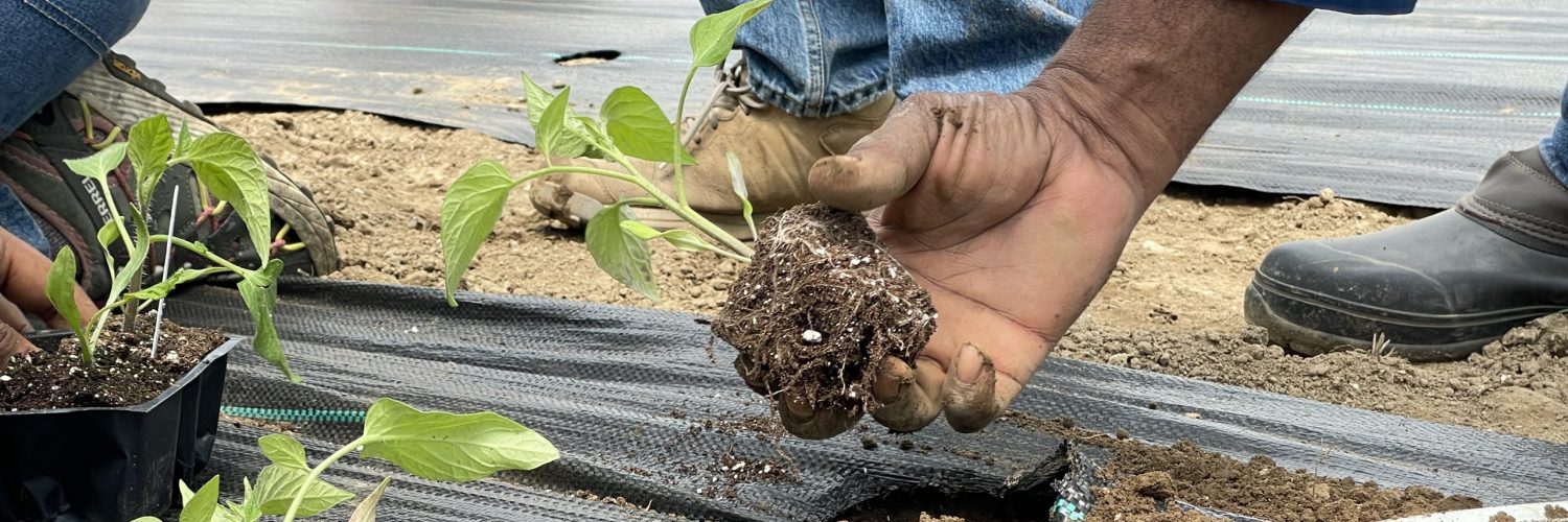 a hand planting a seedling into soil and landscape fabric