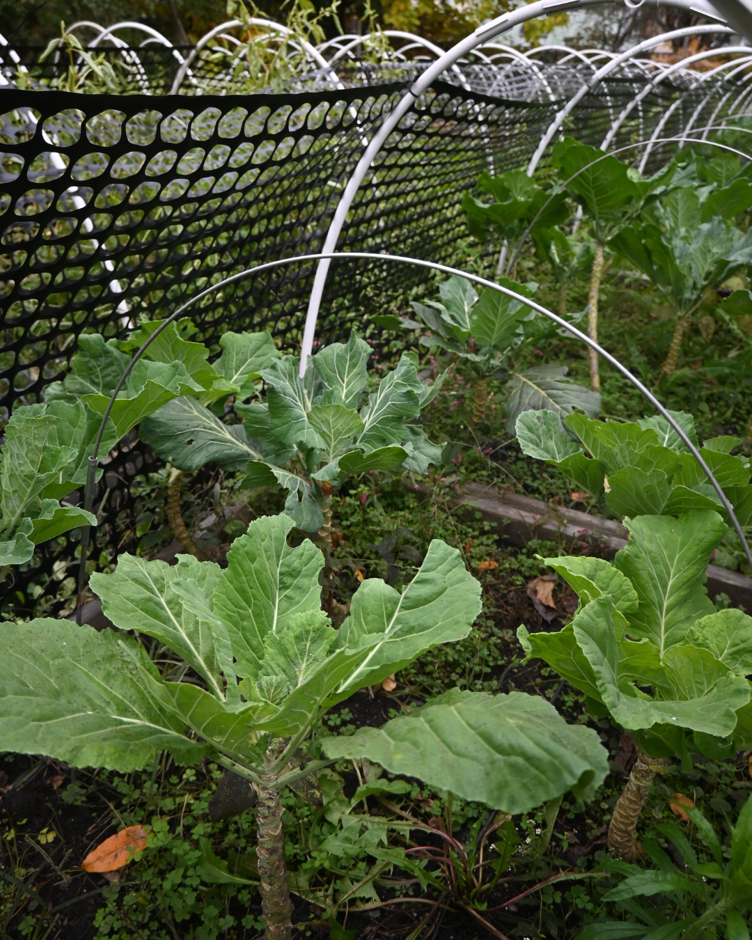 a raised bed of collard greens with hoops and fencing connected to the hoops, that go down the entire row 