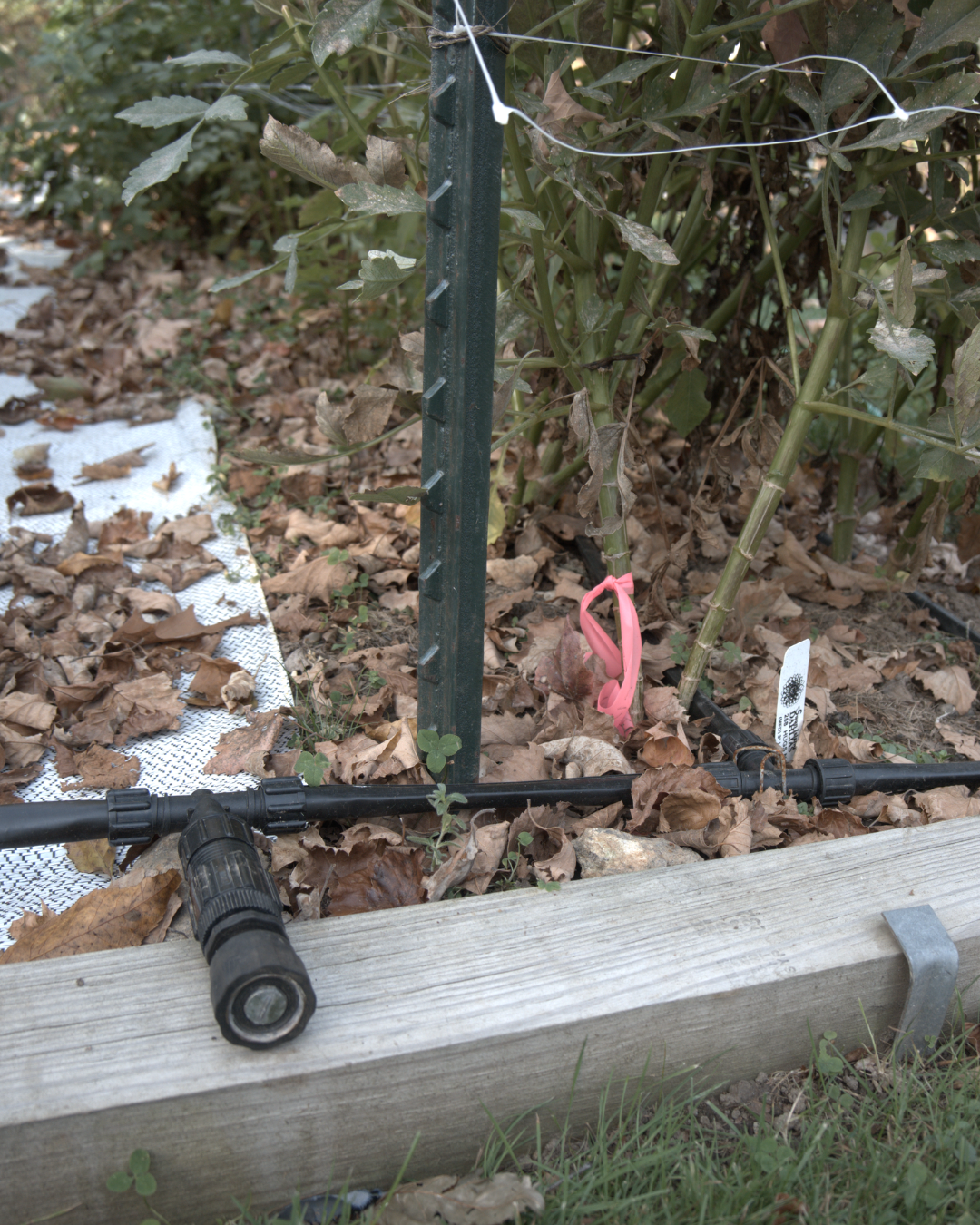 Image of dripline set up between rows of dahlias growing on top of woodchips