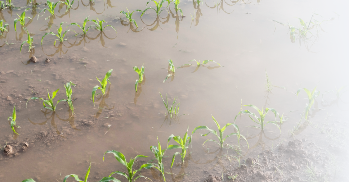 field with young corn plants that is flooded