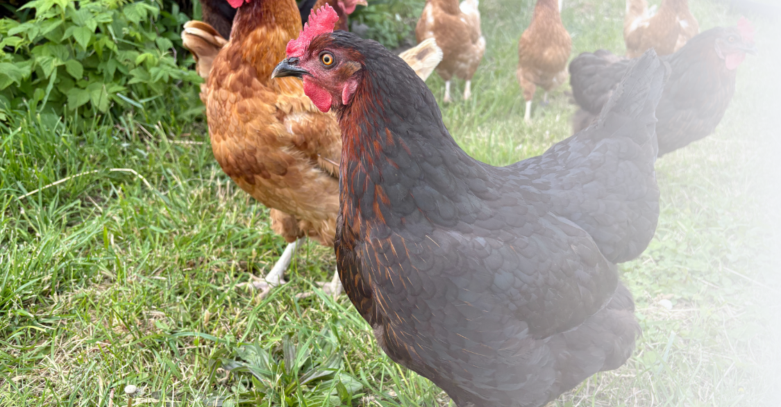 chickens walking around in grass