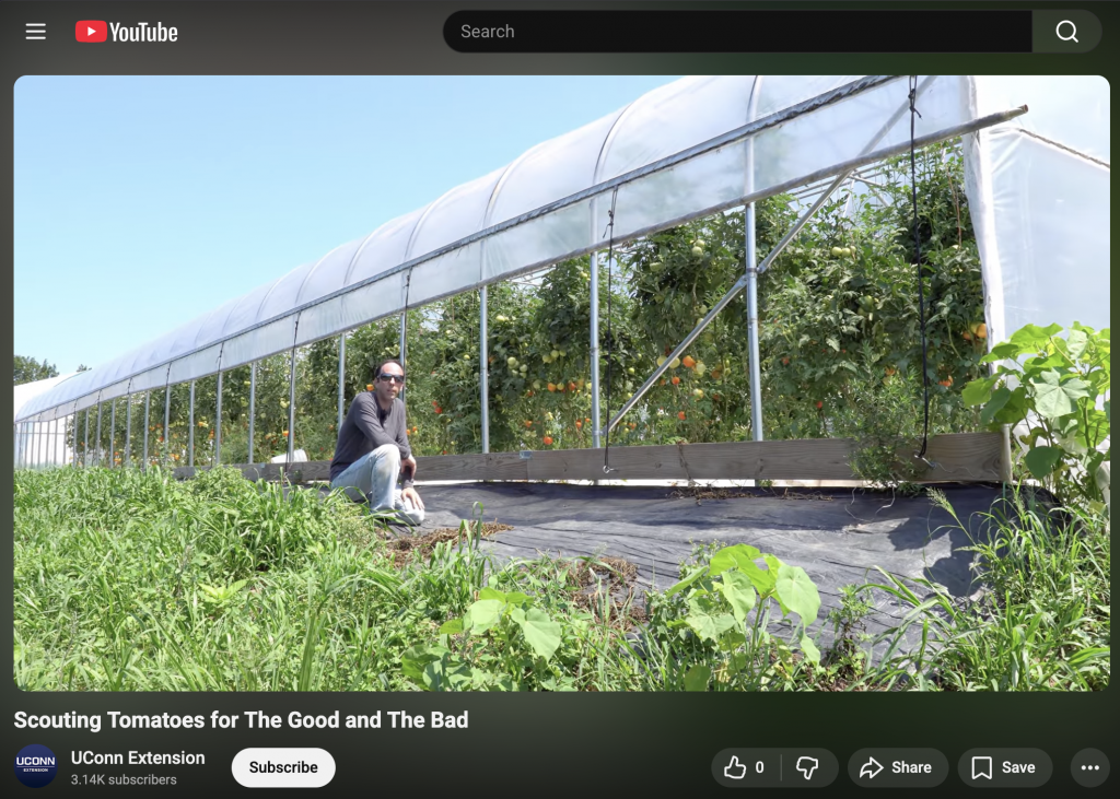 Screenshot of Youtube video on scouting tomato plants